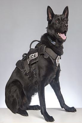 K9 Mace 275x413